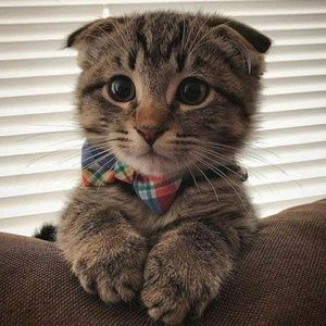 Meet your Posher, Fann